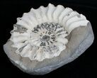 White Pleuroceras Ammonite - Germany #6151-1